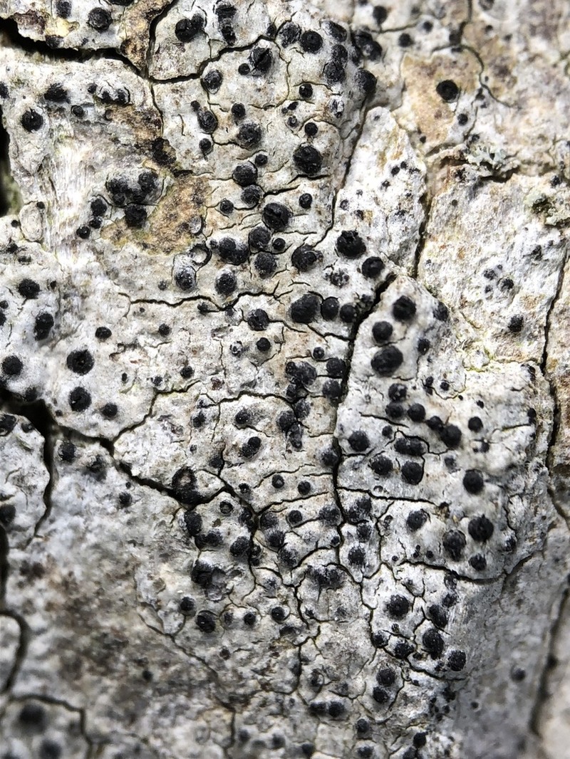 Acrocordia Lichen photo 7