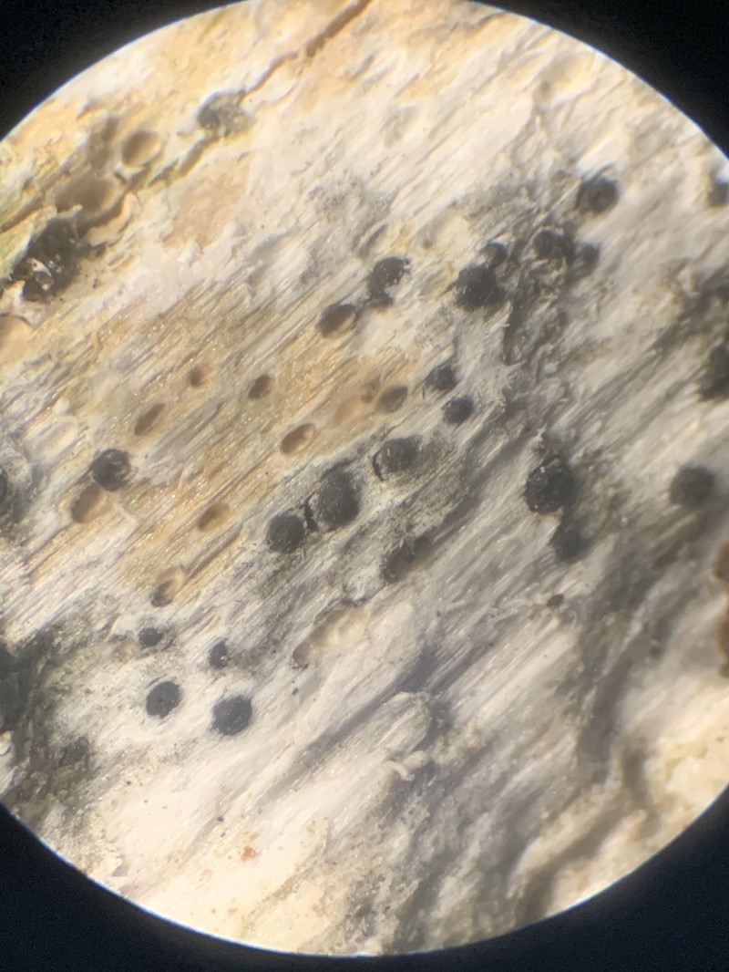 Acrocordia Lichen photo 8
