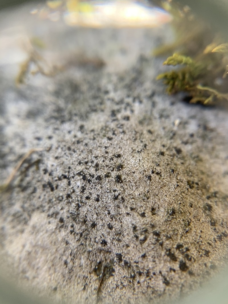 Acrocordia Lichen