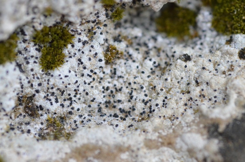 Acrocordia Lichen photo 2