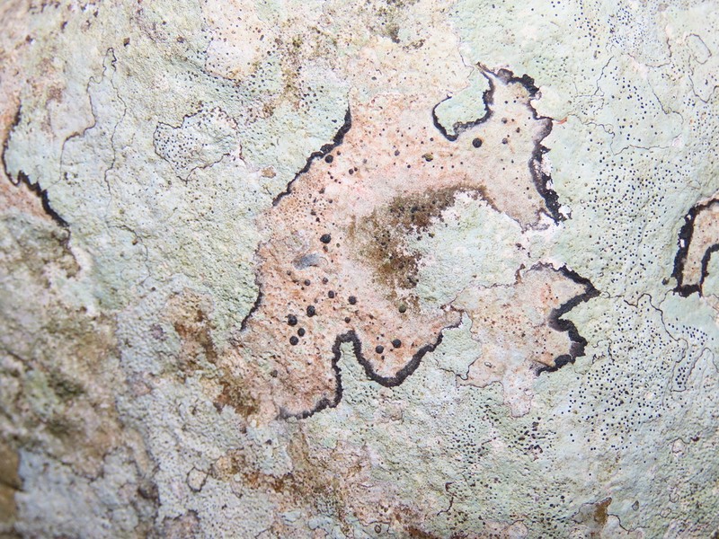 Acrocordia Lichen photo 3