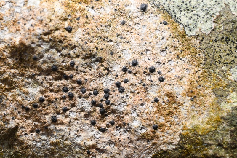 Acrocordia Lichen photo 4