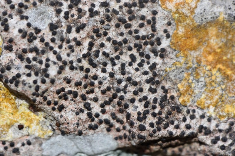 Acrocordia Lichen photo 5