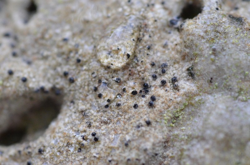 Acrocordia Lichen photo 6