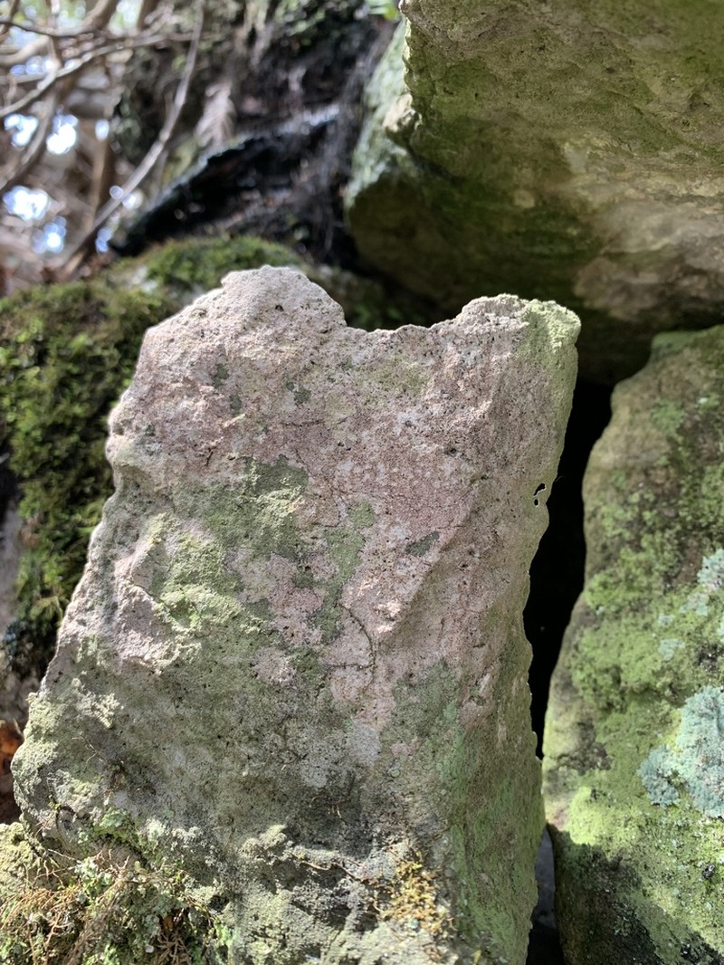 Acrocordia Lichen photo 7