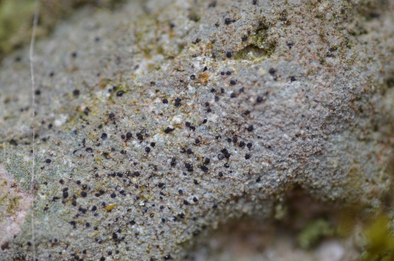Acrocordia Lichen photo 8