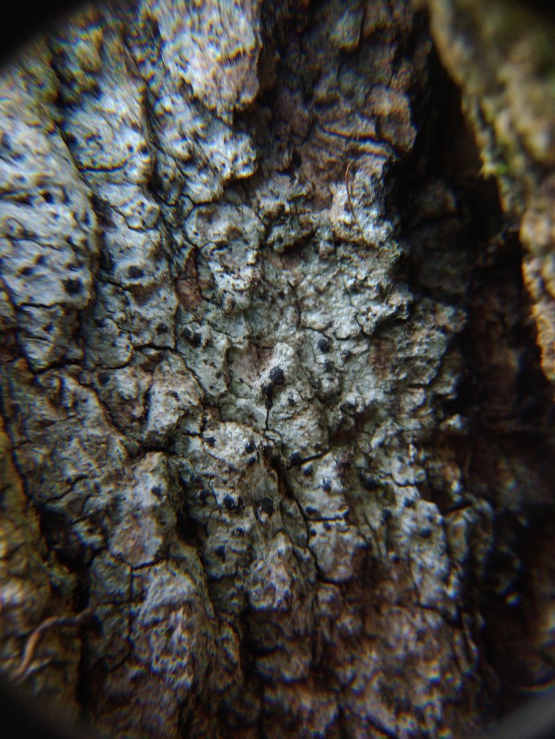 Acrocordia Lichen