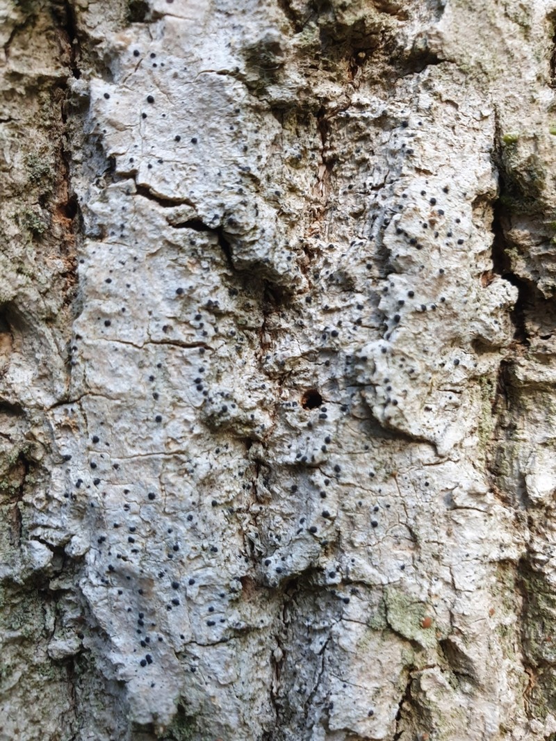 Acrocordia Lichen photo 2
