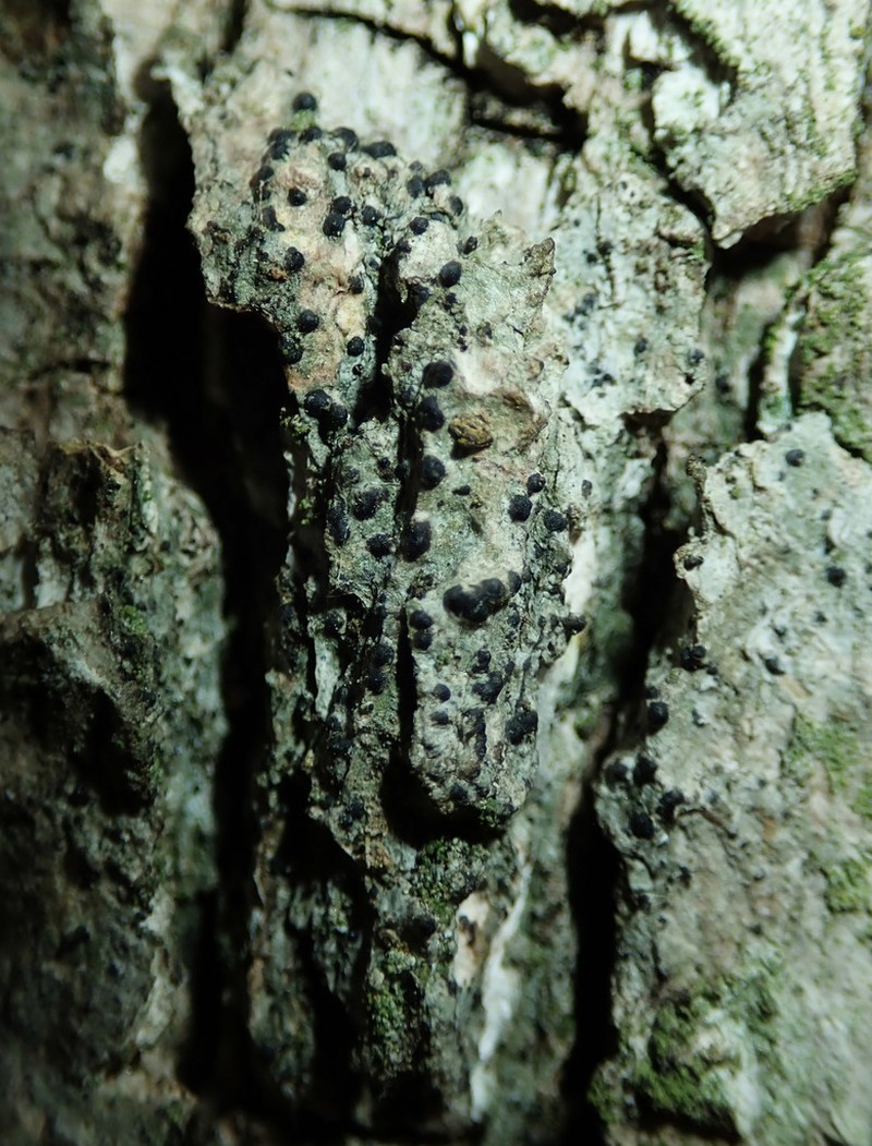 Acrocordia Lichen photo 3