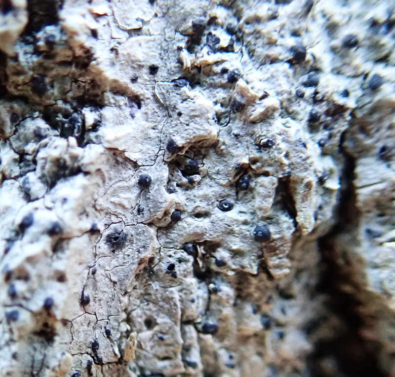 Acrocordia Lichen photo 4