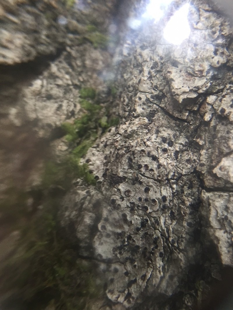 Acrocordia Lichen photo 5