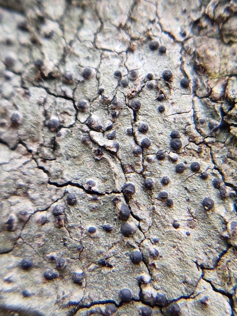 Acrocordia Lichen photo 6
