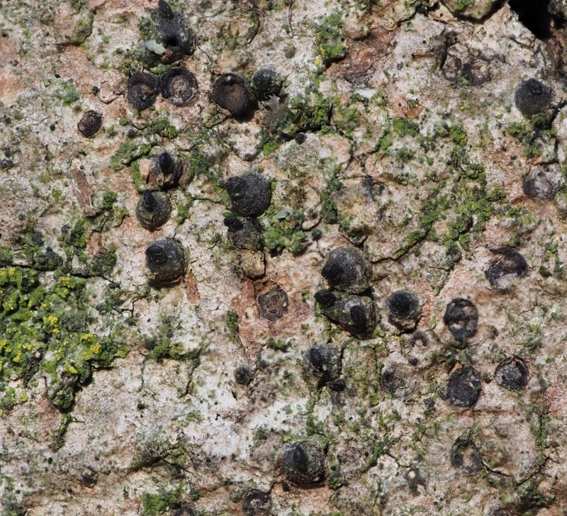 Acrocordia Lichen photo 7