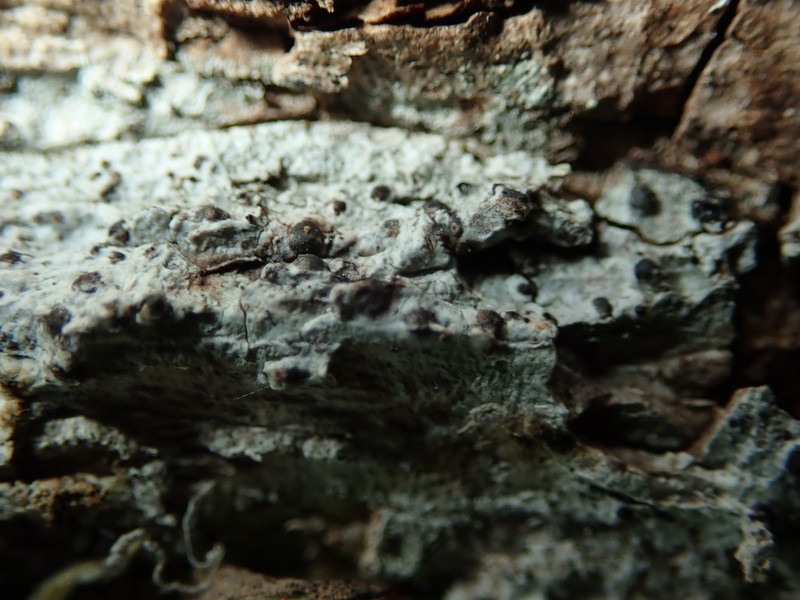 Acrocordia Lichen photo 8
