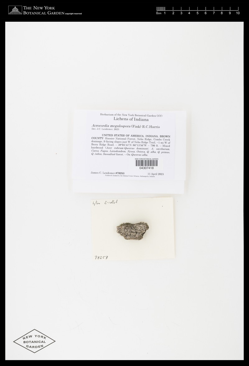 Acrocordia Lichen