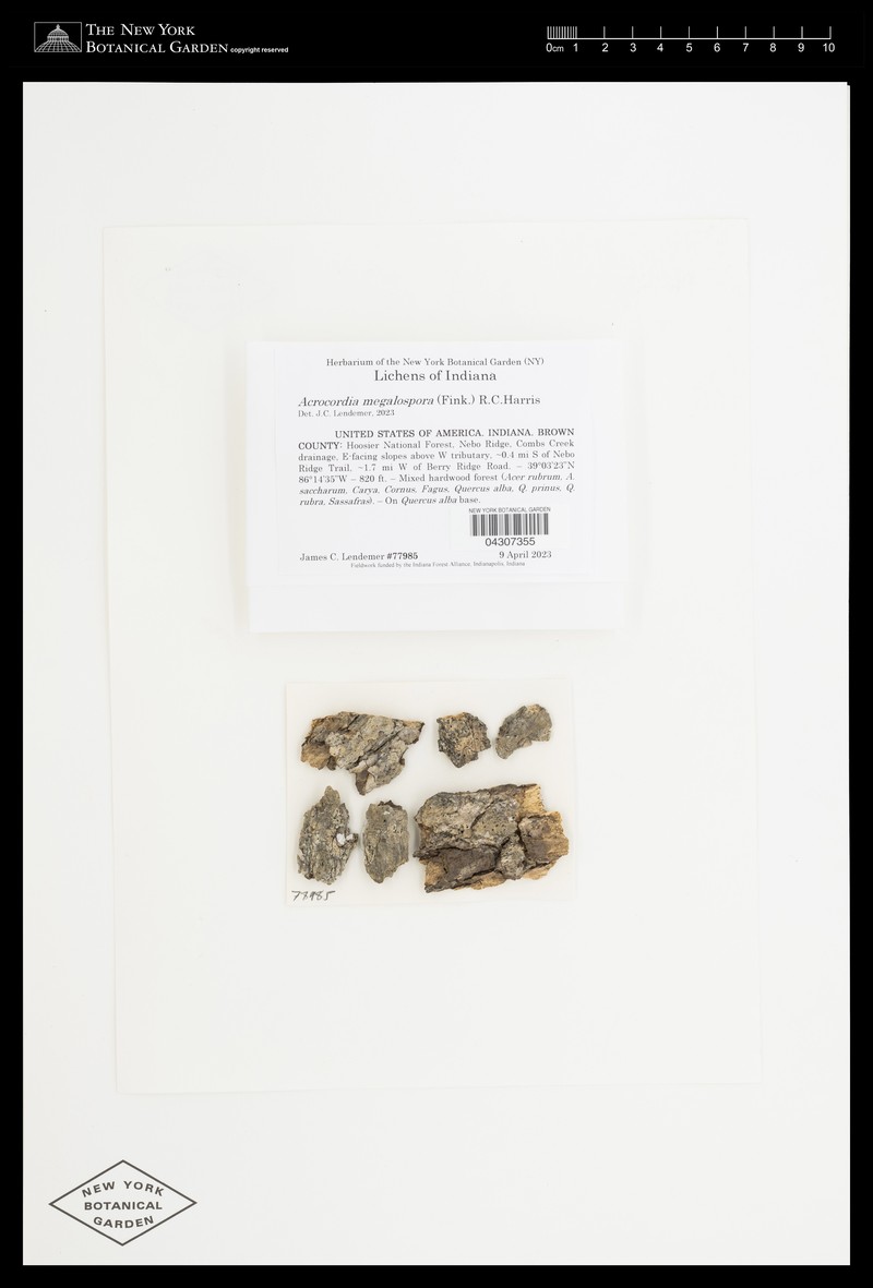 Acrocordia Lichen photo 2