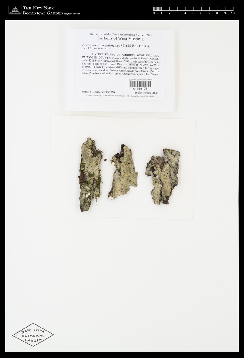 Acrocordia Lichen photo 3