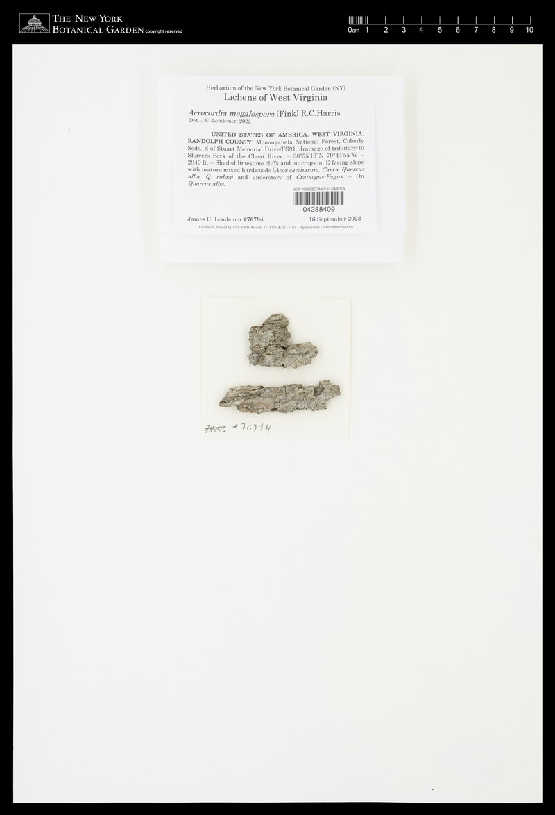 Acrocordia Lichen photo 4