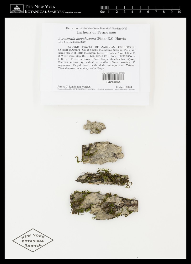 Acrocordia Lichen photo 5