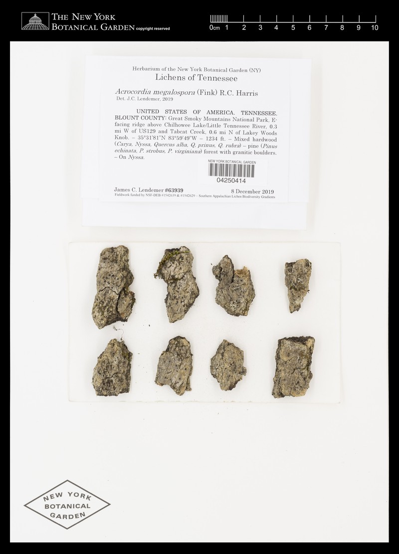 Acrocordia Lichen photo 6