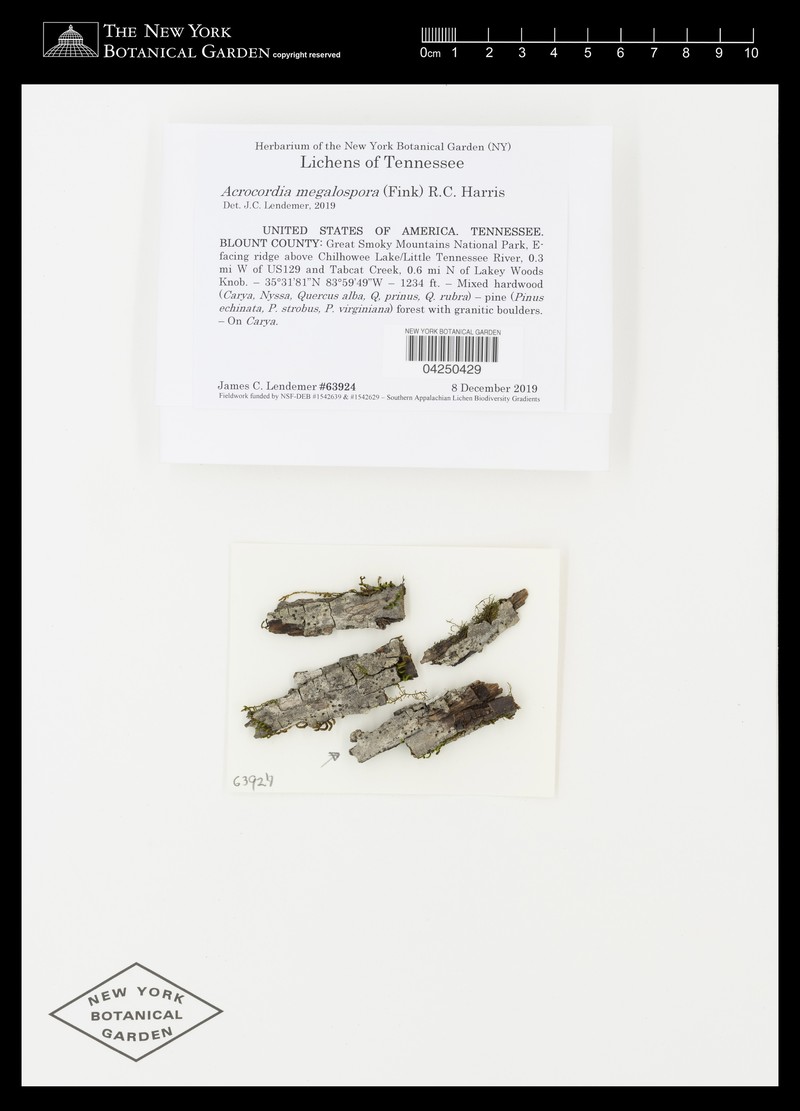 Acrocordia Lichen photo 7