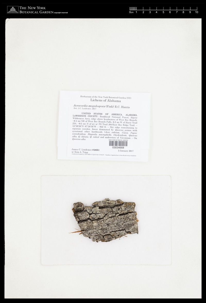Acrocordia Lichen photo 8