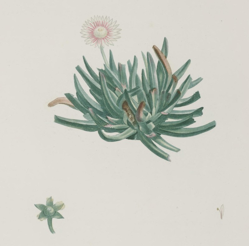 Acrodon bellidiflorus