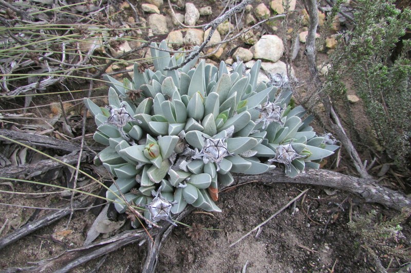 Acrodon bellidiflorus photo 2