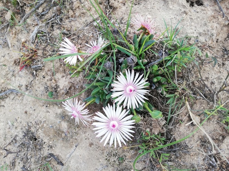 Acrodon bellidiflorus photo 3