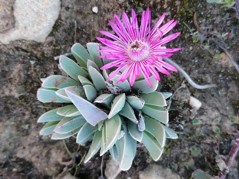 Acrodon bellidiflorus photo 4