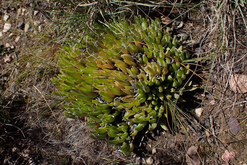 Acrodon bellidiflorus photo 5