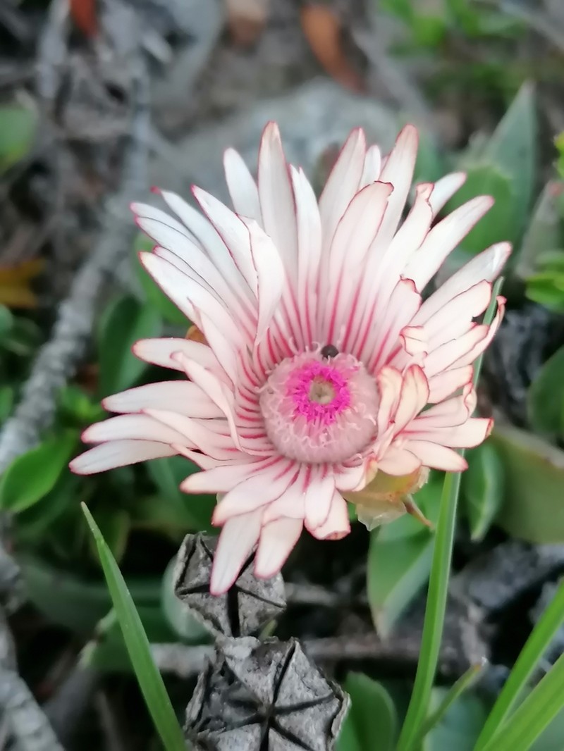 Acrodon bellidiflorus photo 6
