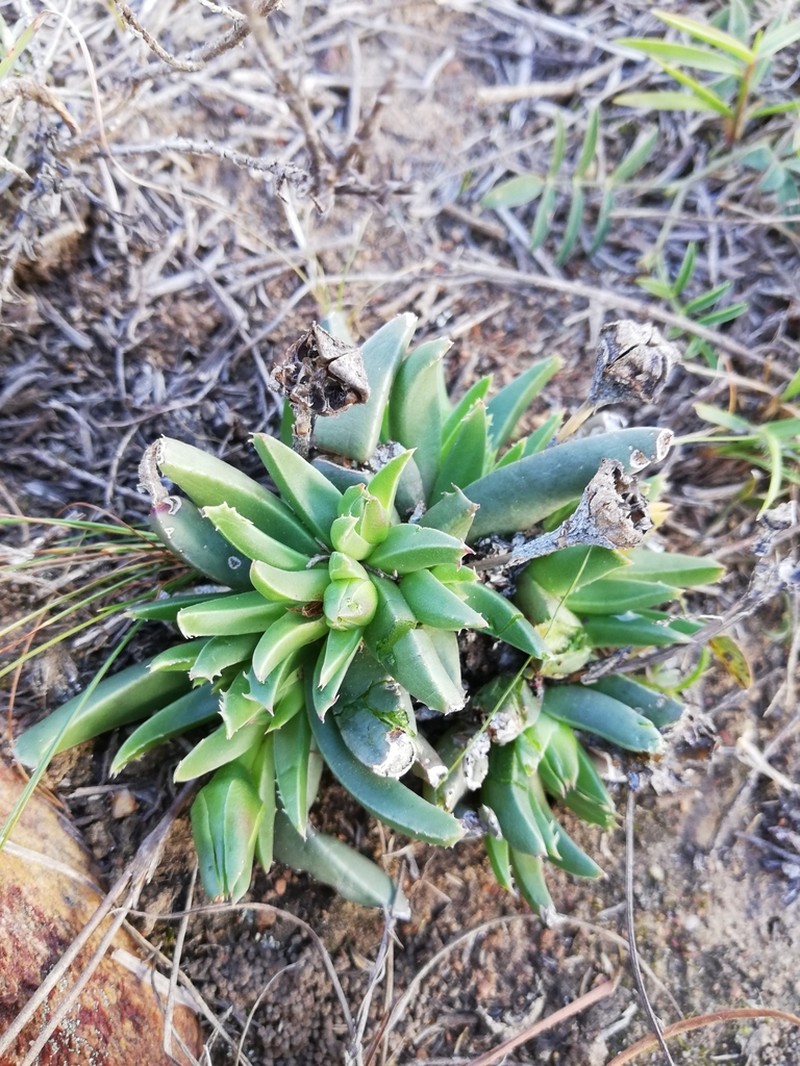 Acrodon bellidiflorus photo 7