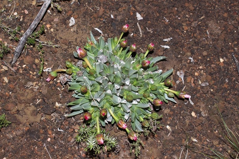Acrodon bellidiflorus photo 8