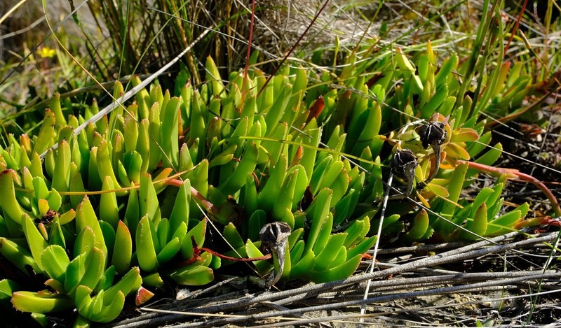 Acrodon caespitosus