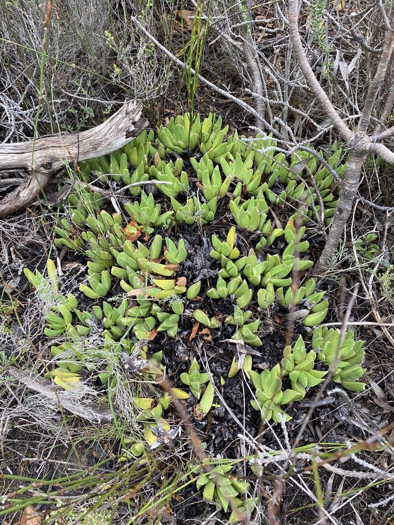 Acrodon caespitosus photo 2