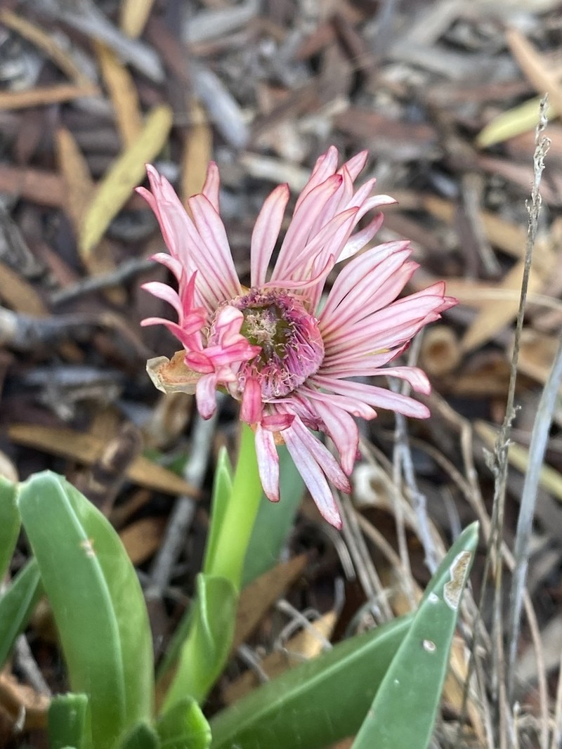 Acrodon caespitosus photo 3