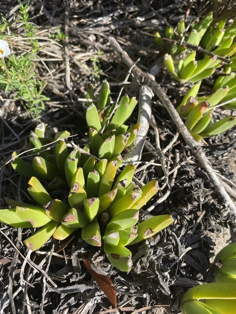 Acrodon caespitosus photo 5