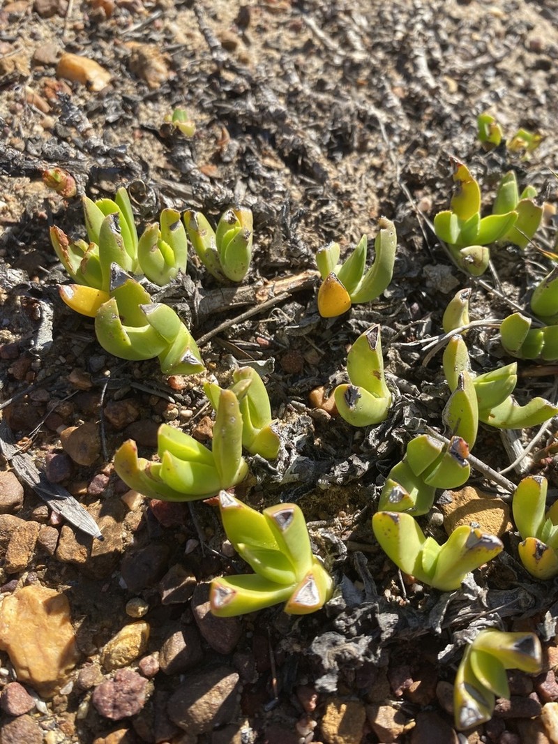 Acrodon caespitosus photo 6