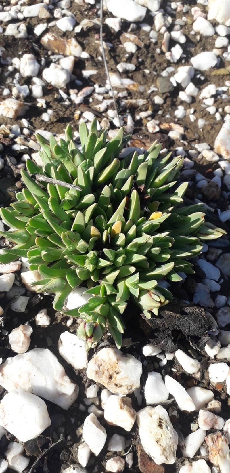 Acrodon caespitosus photo 8