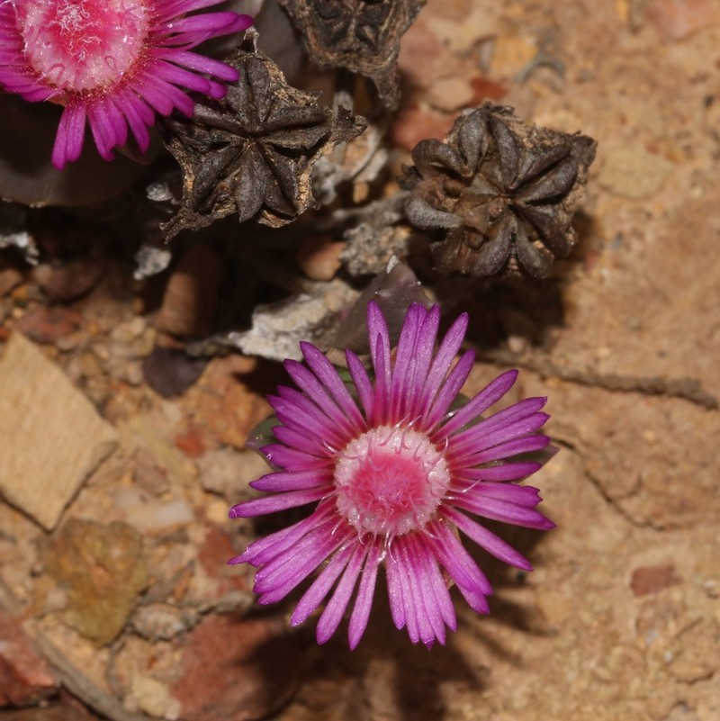 Acrodon deminutus