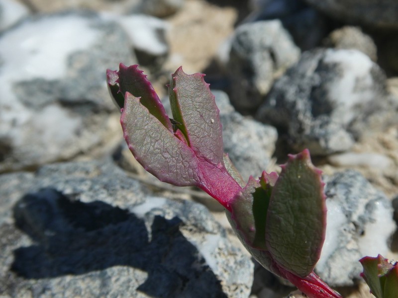 Acrodon deminutus photo 2
