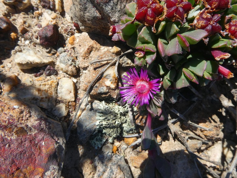 Acrodon deminutus photo 3
