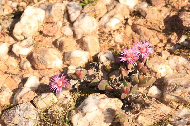 Acrodon deminutus photo 4