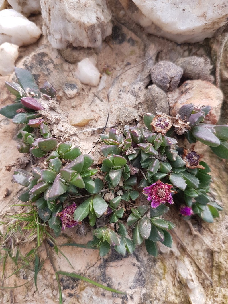 Acrodon deminutus photo 5