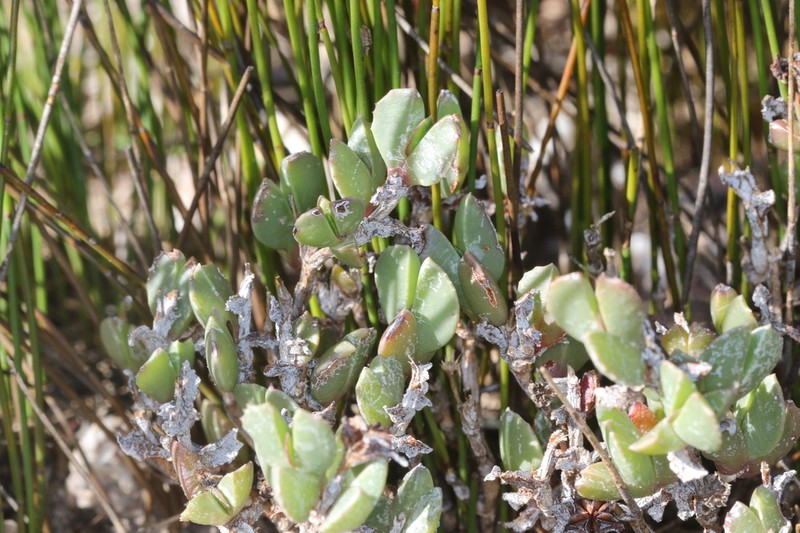 Acrodon deminutus photo 6