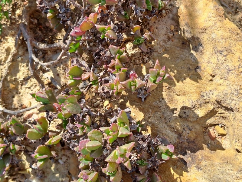 Acrodon deminutus photo 7
