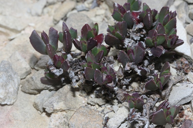 Acrodon deminutus photo 8