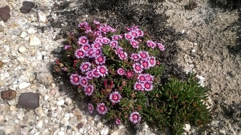 Acrodon parvifolius