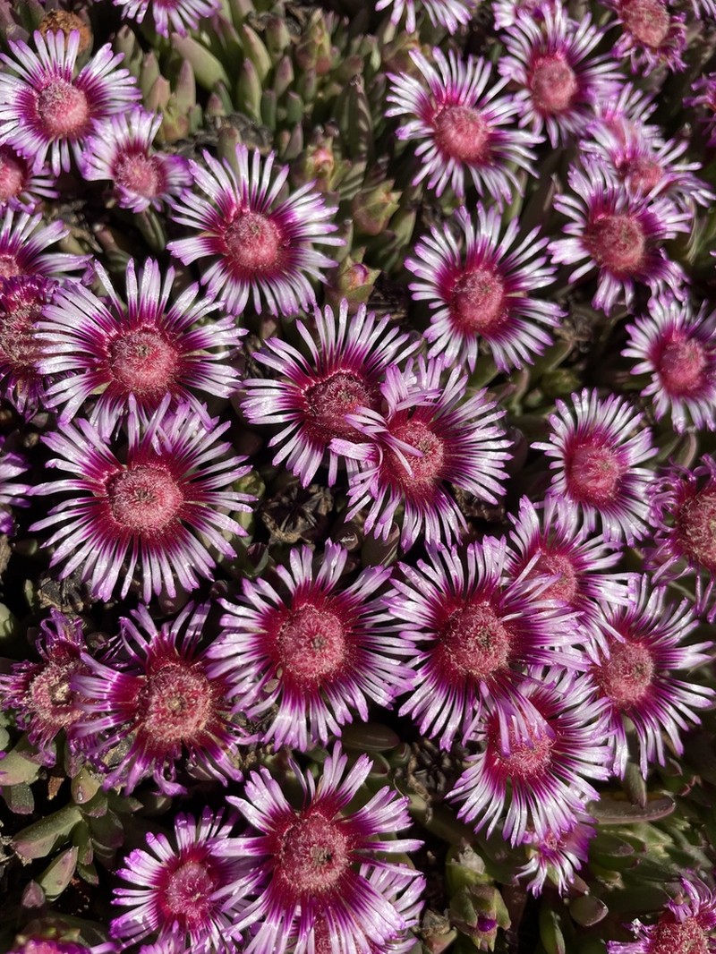 Acrodon parvifolius photo 2
